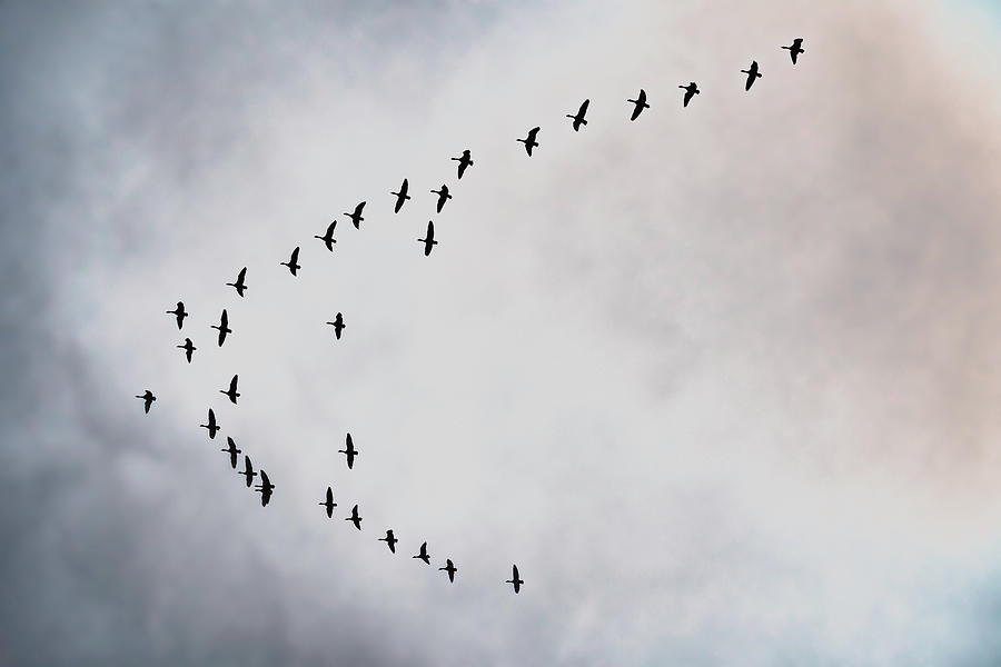 Canada Geese over Scudders Mill Photograph by Steven Richman