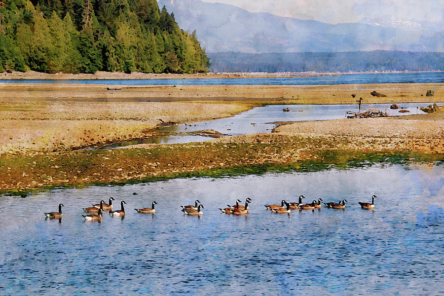 Canada Geese - Qualicum Beach British Columbia Photograph by Peggy Collins