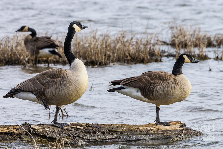 Canada Geese Resting On A Log Photograph by Jennifer White