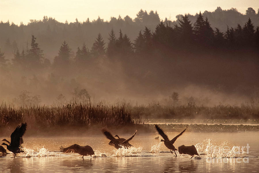 Canada Geese take flight Photograph by Michael Wheatley