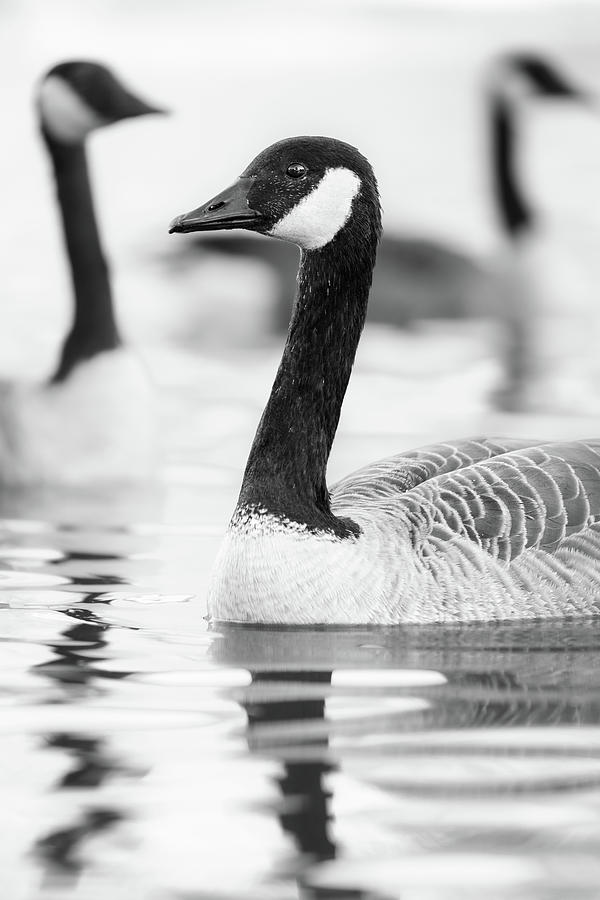 Canada Geese Water Reflections Black And White Photograph by Jordan Hill