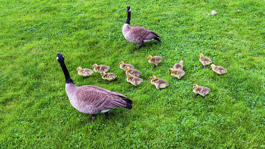 Canada Geese With Goslings Photograph