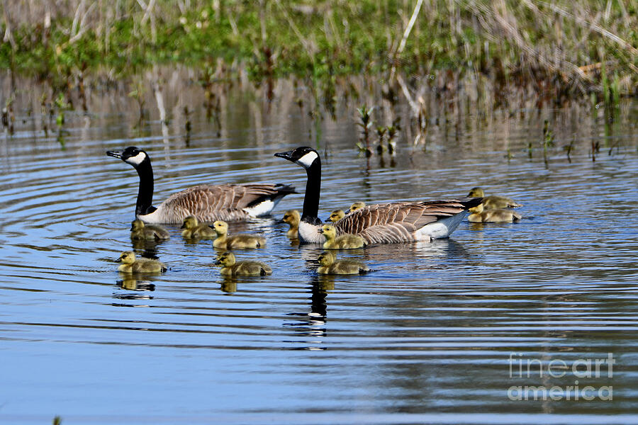 Canada Geese With Goslings Photograph by Sheila Lee - Fine Art America