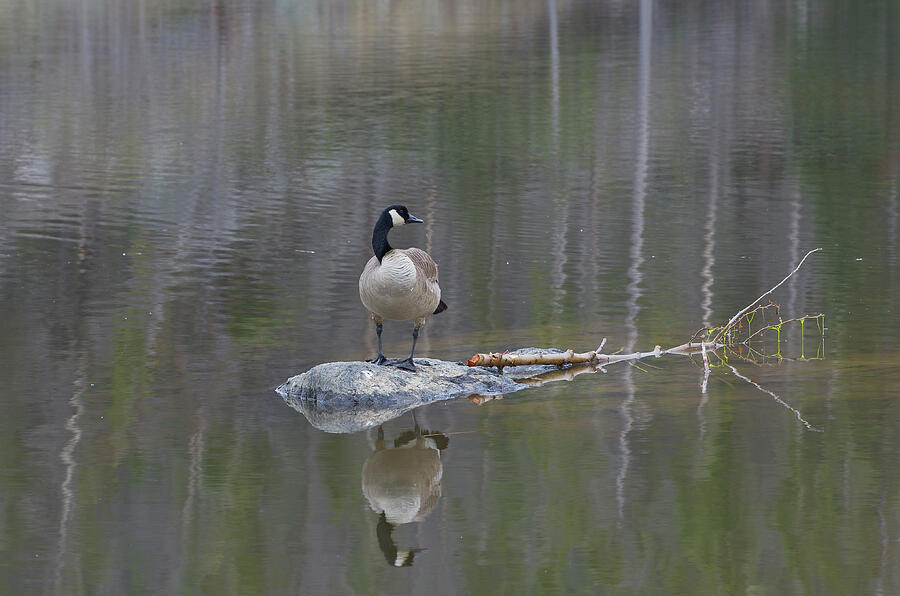 Canada Goose - 6563 Photograph by Jerry Owens