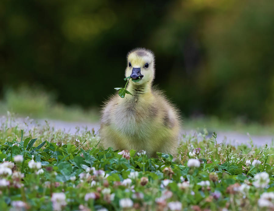 Canada Goose - Adorable Gosling Photograph by Chad Meyer