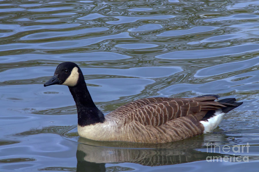 Canada Goose, Alkington Woods, Manchester, UK Photograph by Pics By Tony
