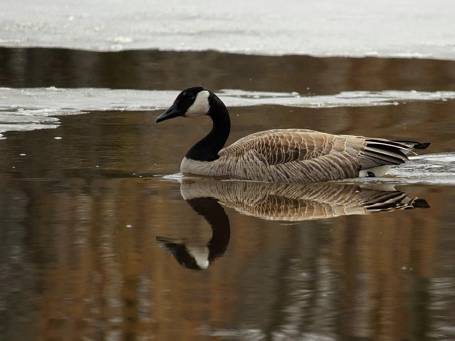 Canada Goose And Reflection Photograph by Dale Kauzlaric