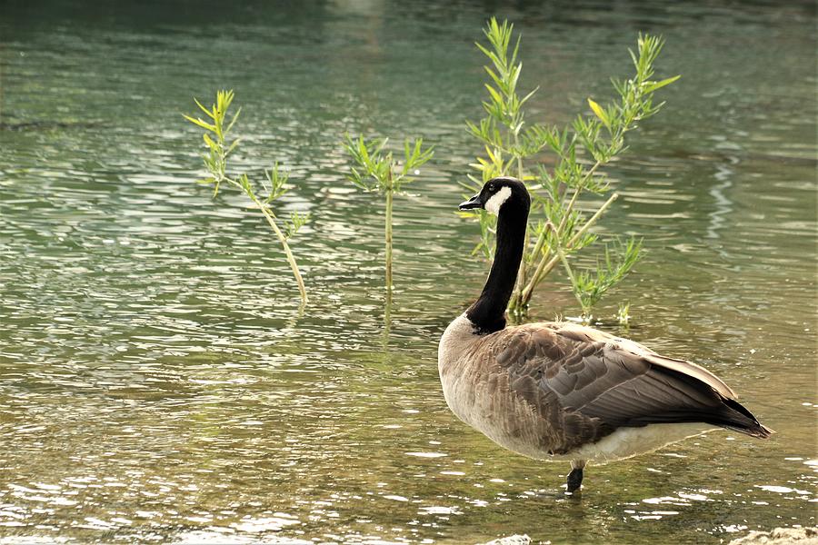 Canada Goose and Water Willow Photograph by Sheila Brown