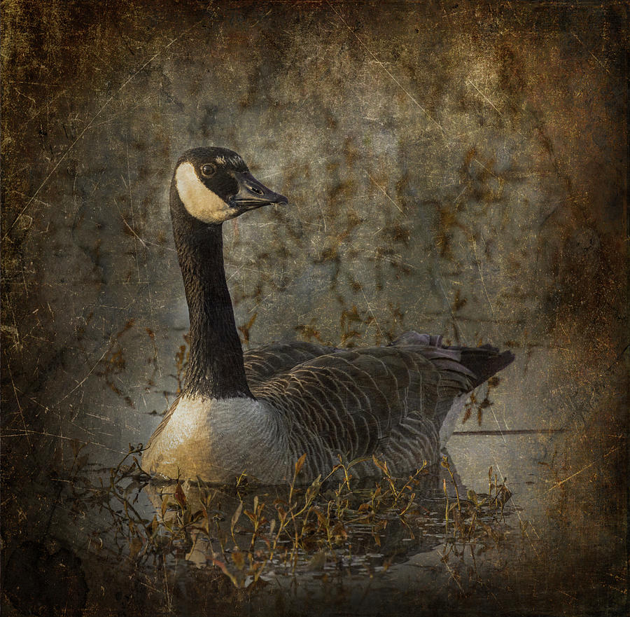 Canada Goose Photograph by Angie Vogel