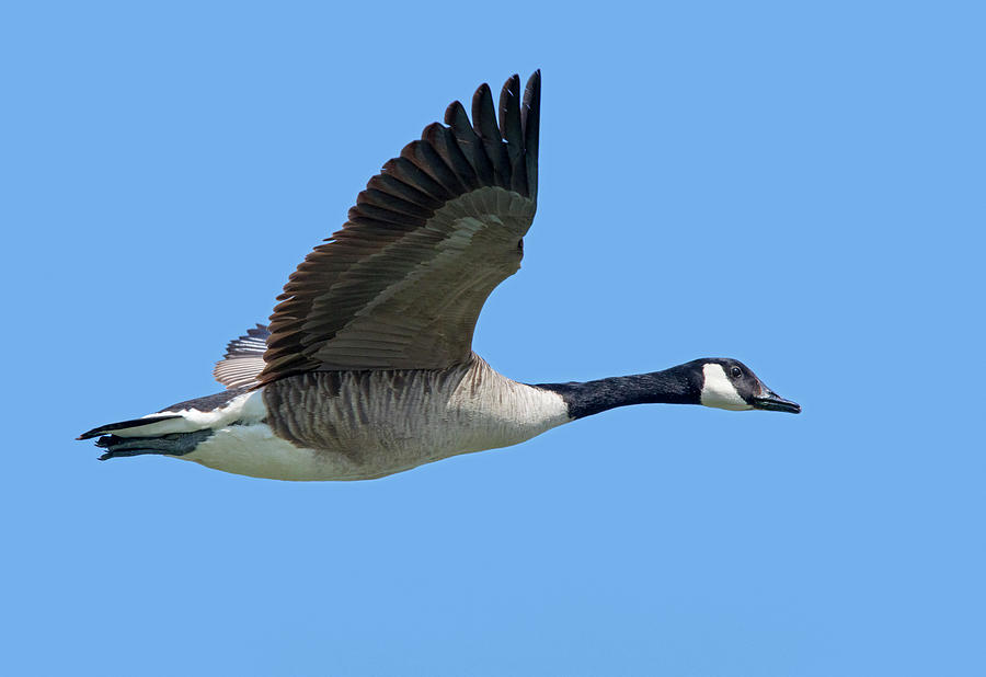 Canada Goose Photograph by Arterra Picture Library