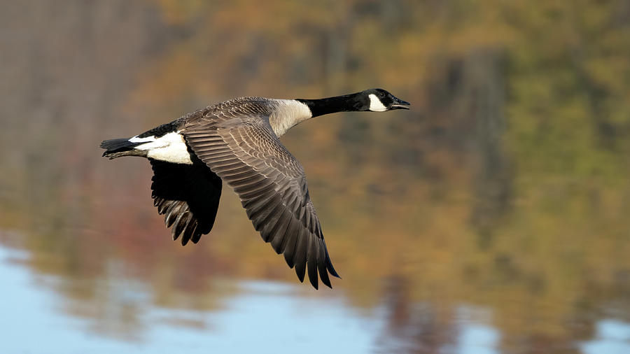 Canada goose autumn flight Photograph by Jack Nevitt