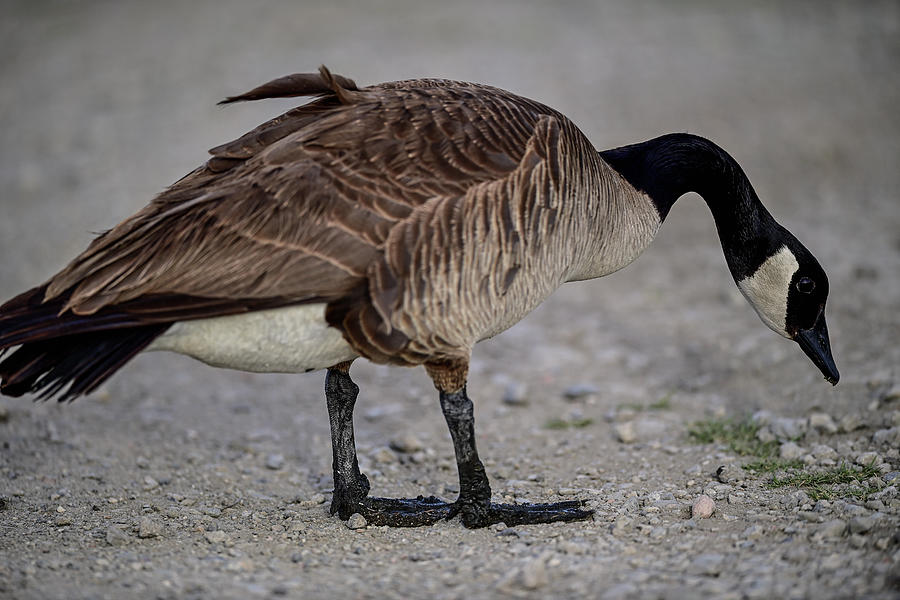 Canada Goose - Branta canadensis Photograph by Amazing Action Photo Video