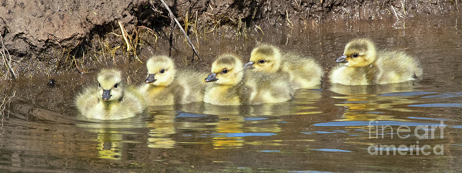 Canada Goose Chicks Photograph by Dennis Hammer