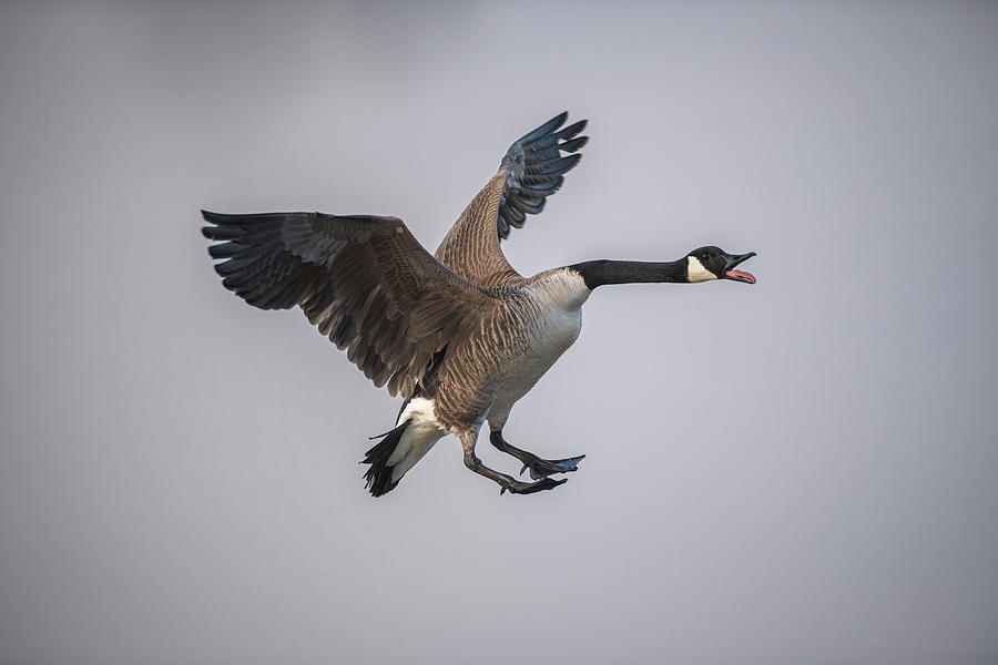 Canada Goose Coming in for a Landing Photograph by Robert J Wagner