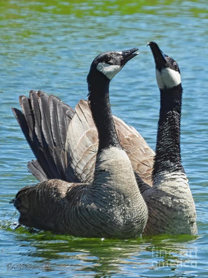 Canada Goose Couple Photograph by J McCombie