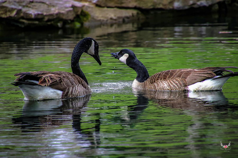 Canada Goose couple Photograph by Pam Rendall
