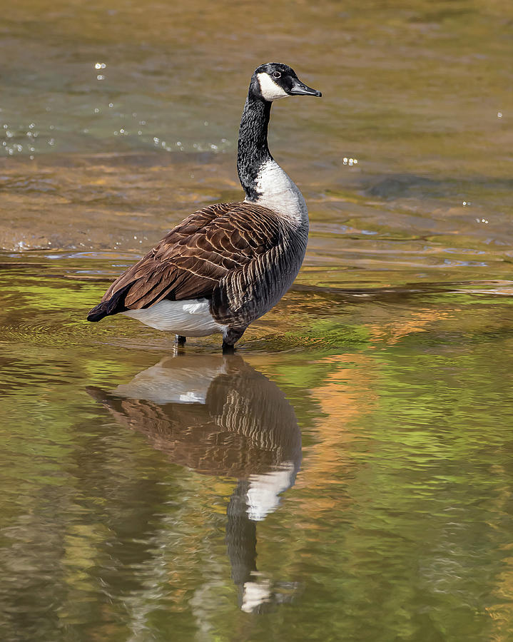 Canada Goose Photograph by Cynthia Townsend - Fine Art America