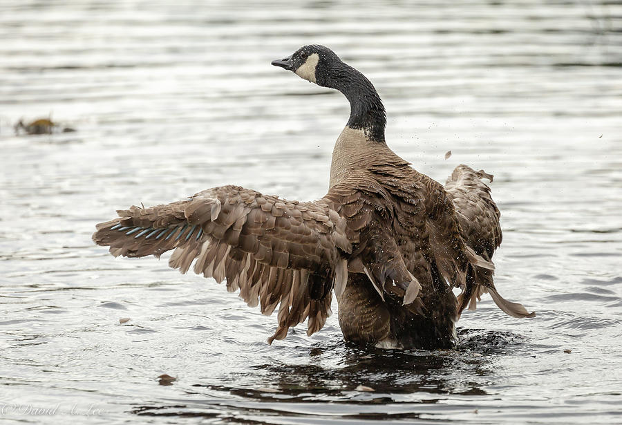 Canada Goose Photograph by David Lee