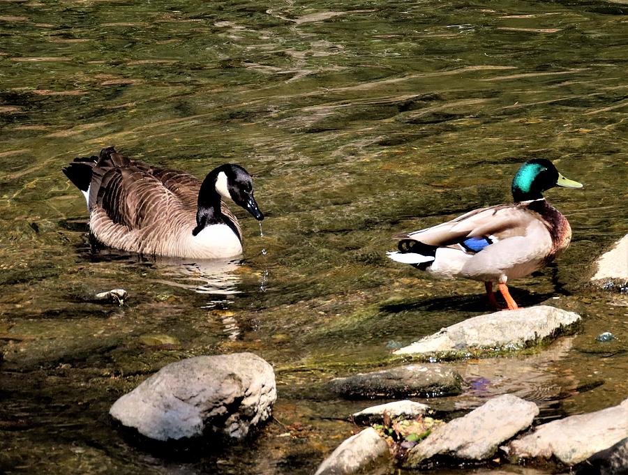 Canada Goose Disturbing a Peaceful Mallard Ducks Reverie on the Wissahickon Creek Photograph by Linda Stern