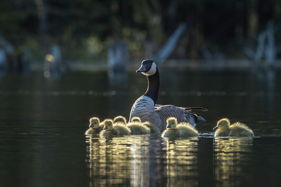 Canada Goose Family Photograph by Bill Cubitt