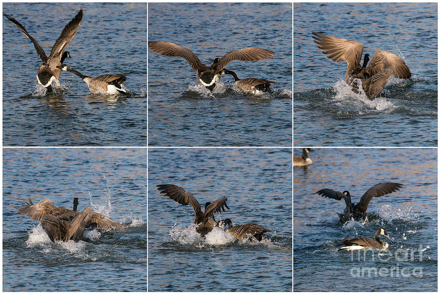 Canada Goose Fight Collage Photograph by Jennifer White