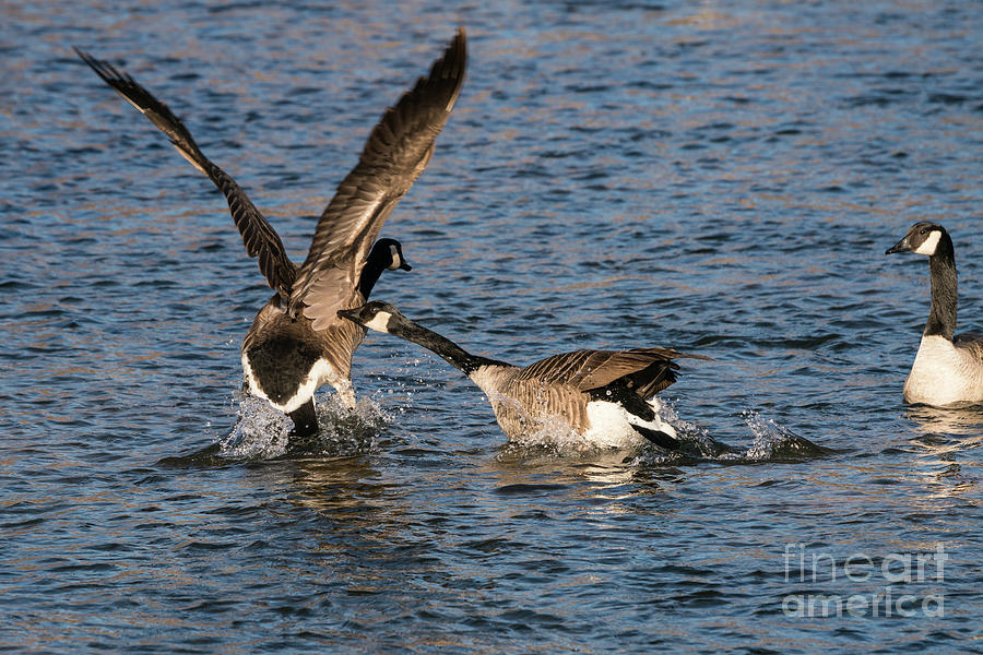 Canada Goose Fight Photograph by Jennifer White