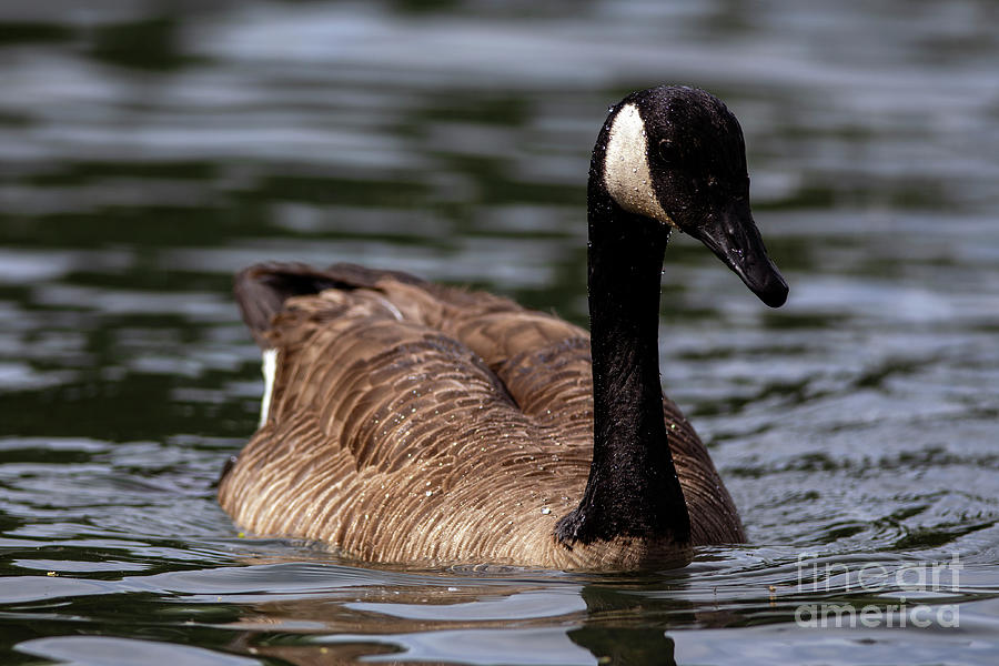 Canada Goose floating on pond Photograph by JT Lewis