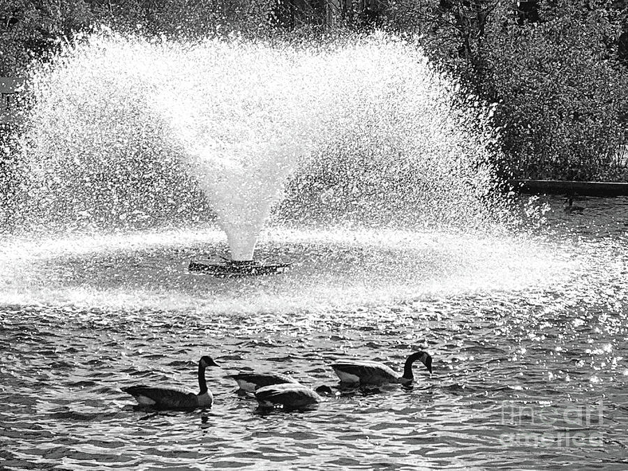 Canada Goose Fountain Photograph by Mary Mikawoz