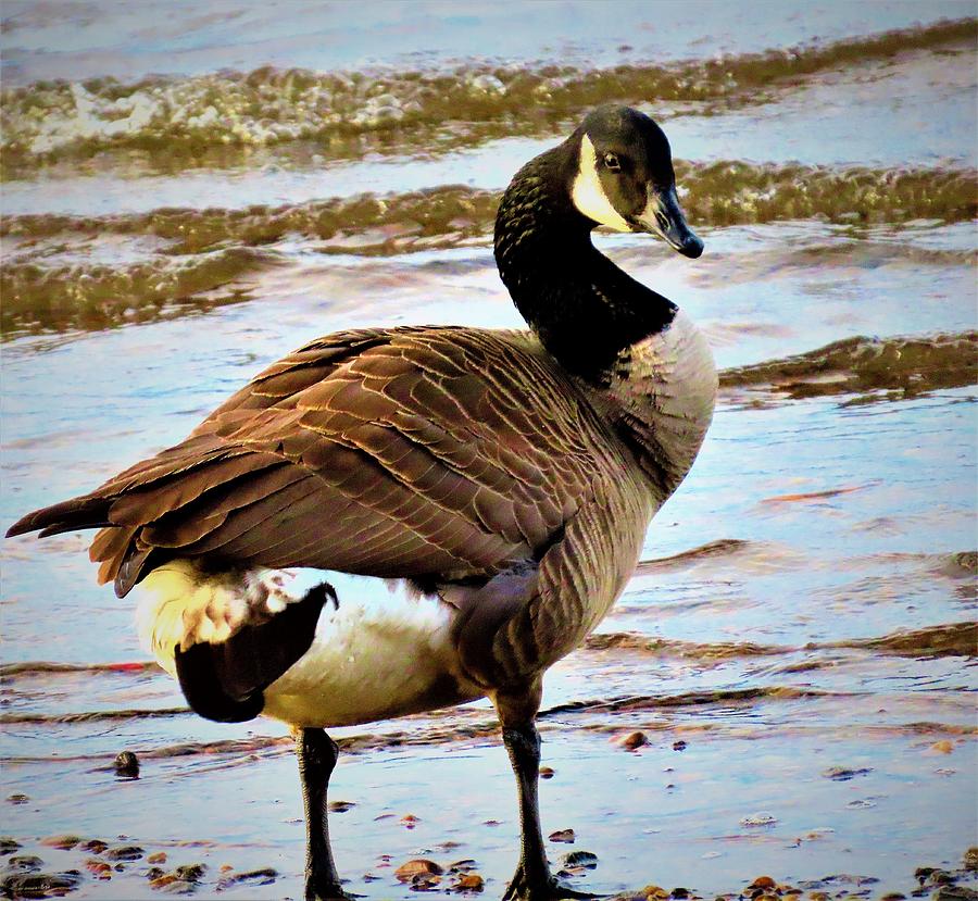 Canada Goose Giving me that Come Hither Look Photograph by Linda Stern