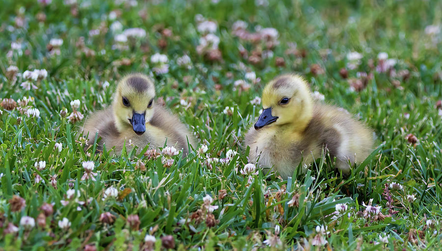 Canada Goose - Gosling Portrait  Photograph by Chad Meyer