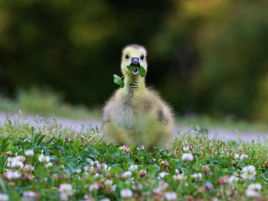 Canada Goose - Happy Gosling Photograph by Chad Meyer
