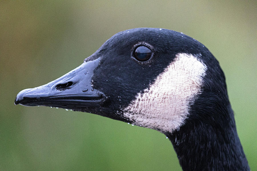 Canada Goose Head Closeup Photograph by Michael Russell