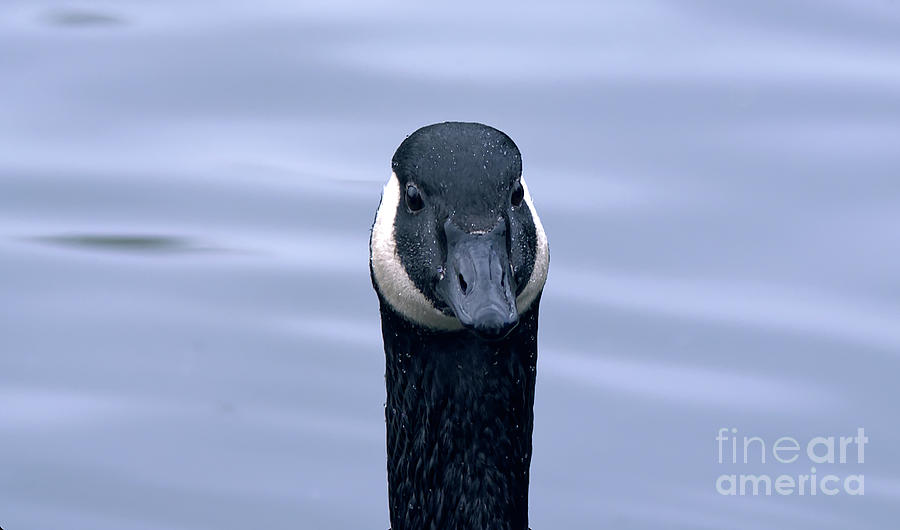 Canada goose head shot Photograph by Pics By Tony
