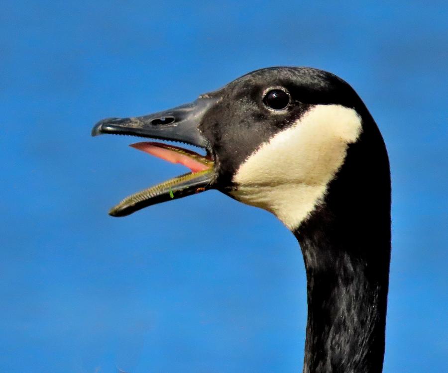 Canada Goose Honking Photograph by Linda Stern