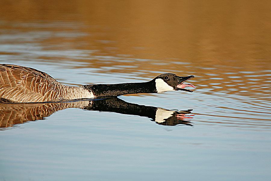 Canada Goose Honking Photograph