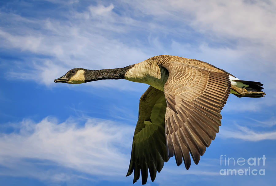 Branta Canadensis Photograph - Canada Goose in flight by Richard Smith Branta Canadensis Photograph - Canada Goose in flight by Richard Smith