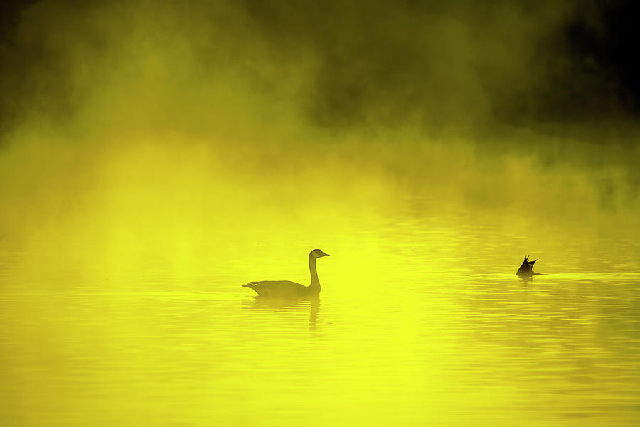 Nature Photograph - Canada Goose in the Mist 3357-012224-2 by Tam Ryan