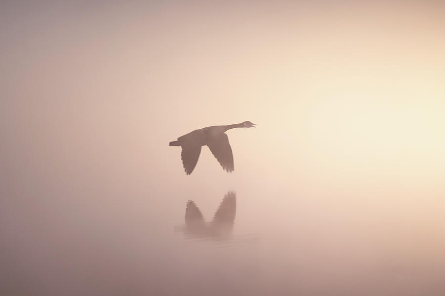 Canada Goose In The Mist Photograph by Jordan Hill