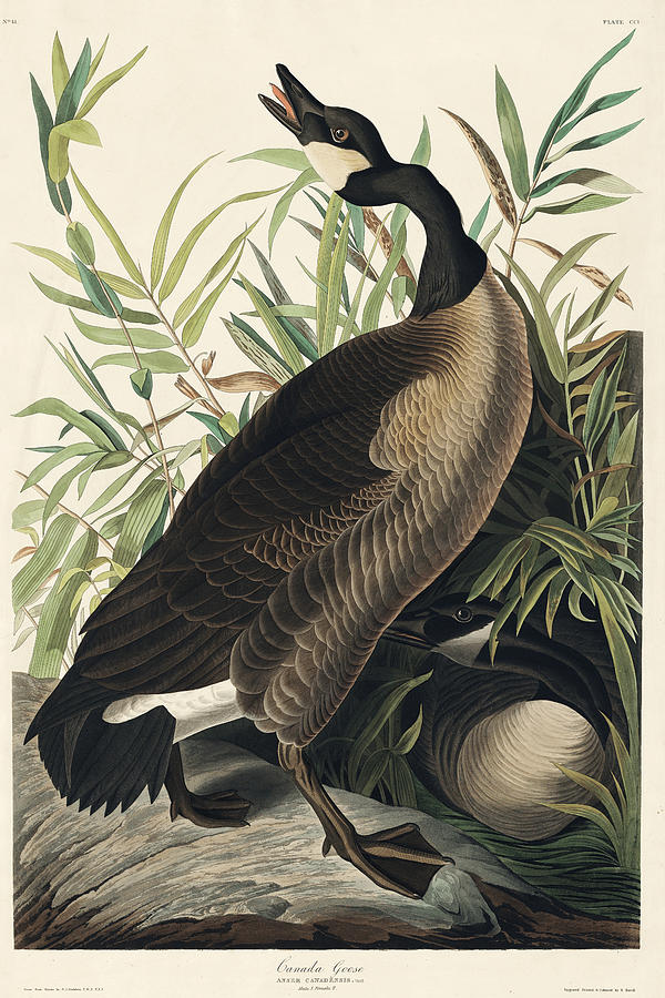 Canada Goose. John James Audubon Mixed Media by World Art Collective