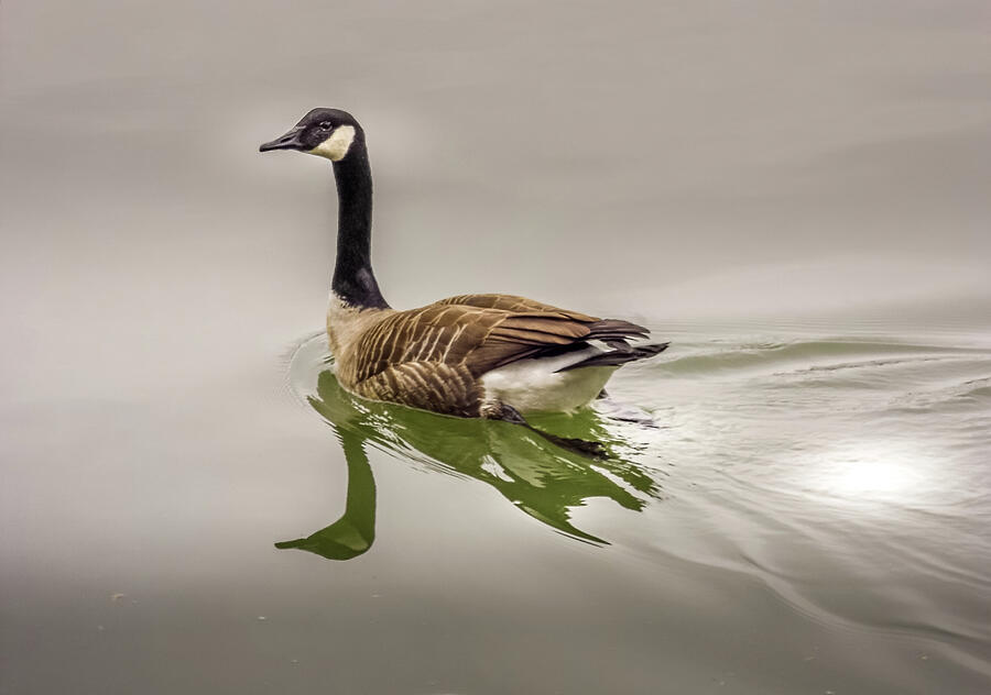 Canada Goose Photograph by Joyce Wasser