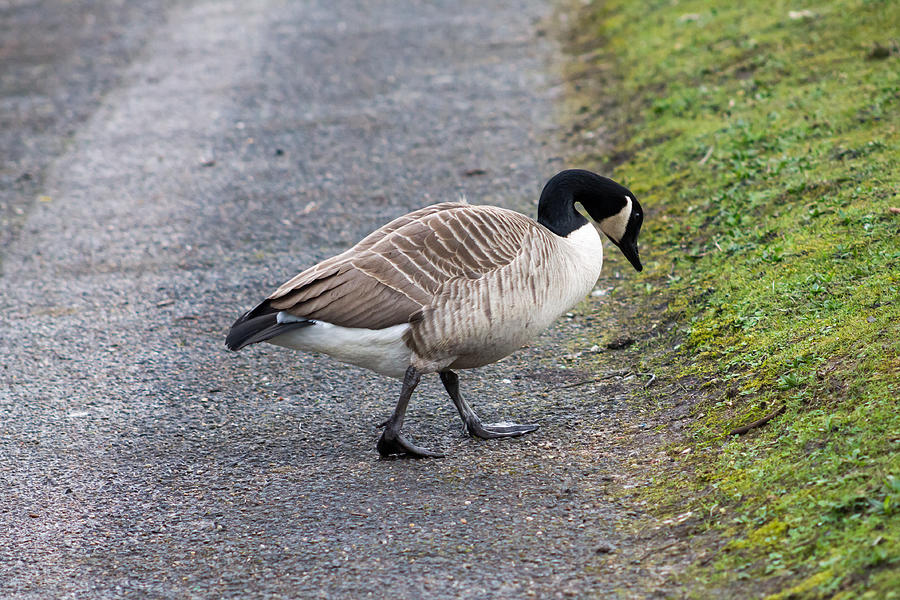 Canada Goose Photograph by Jremes84