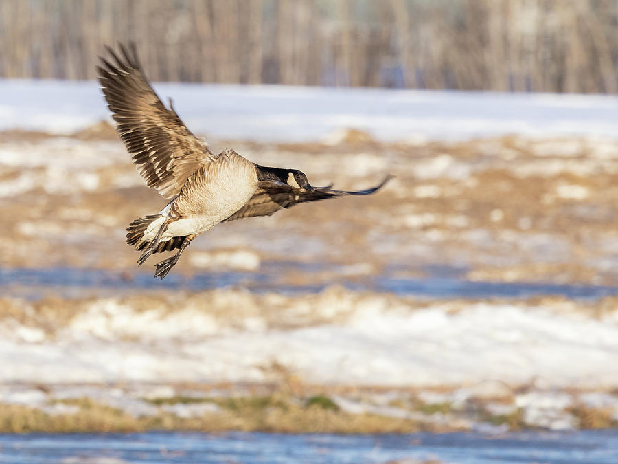 Canada goose landing in Alaska Photograph by Dee Carpenter