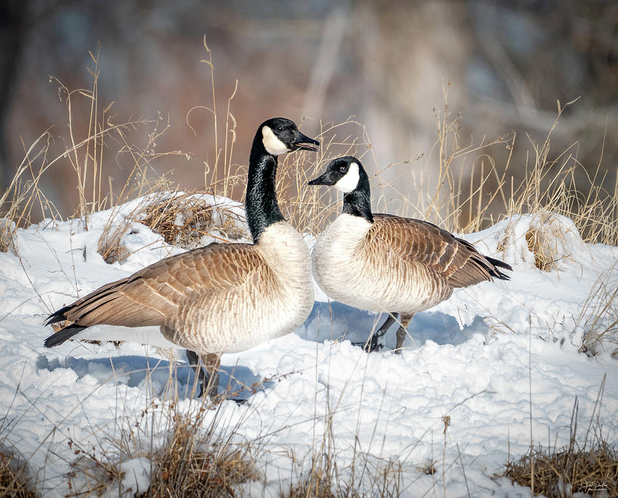 Canada Goose Love Photograph by Judi Dressler