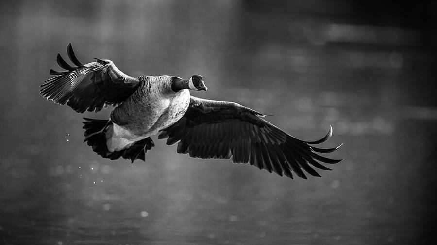 Canada goose mid flight Photograph by Mike Fusaro