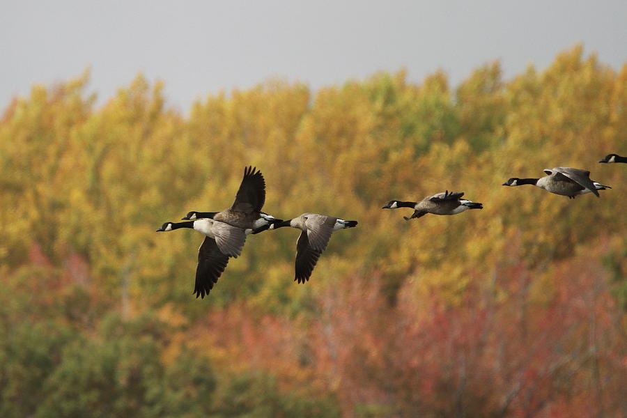 Goose Photograph - Canada Goose Migration by Stacey Steinberg