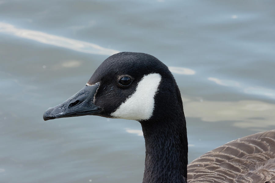 Canada goose near water Photograph by Scott Lyons