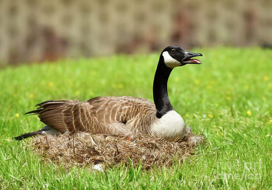 Canada Goose Nesting Photograph by Kathy Baccari