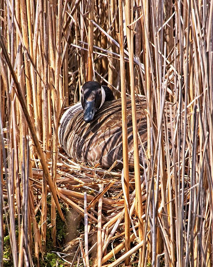 Canada Goose on Nest - Madison, Wisconsin Photograph by Steven Ralser