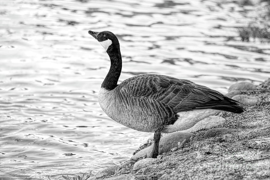 Goose Photograph - Canada Goose on the Shore of a Lake BW by Elisabeth Lucas