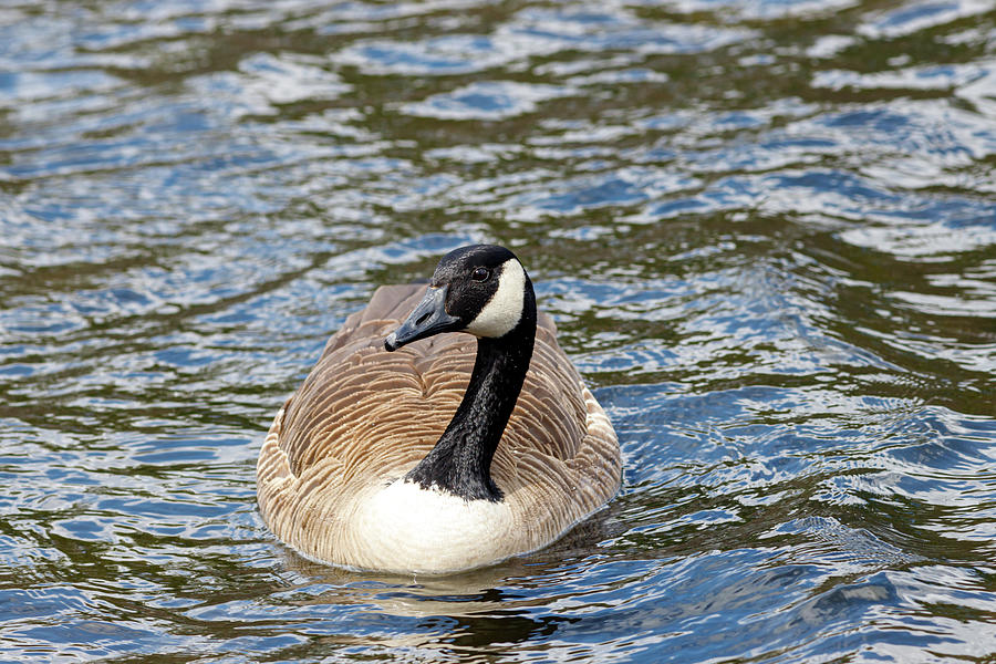 Canada Goose On The Water Photograph